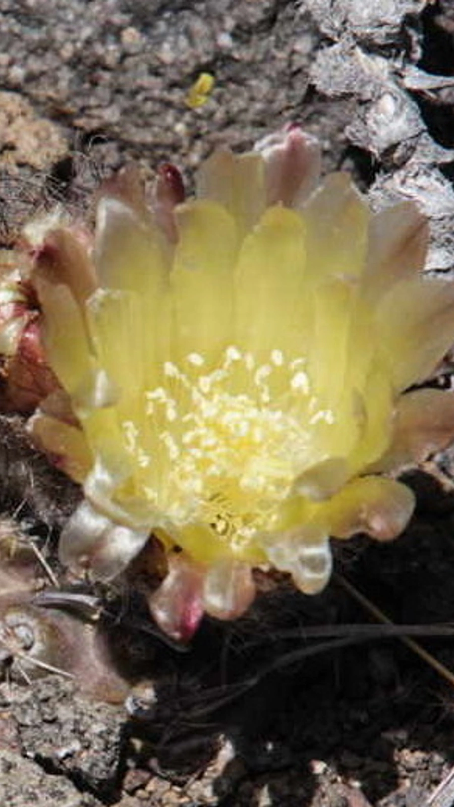 Austrocactus pauxillus