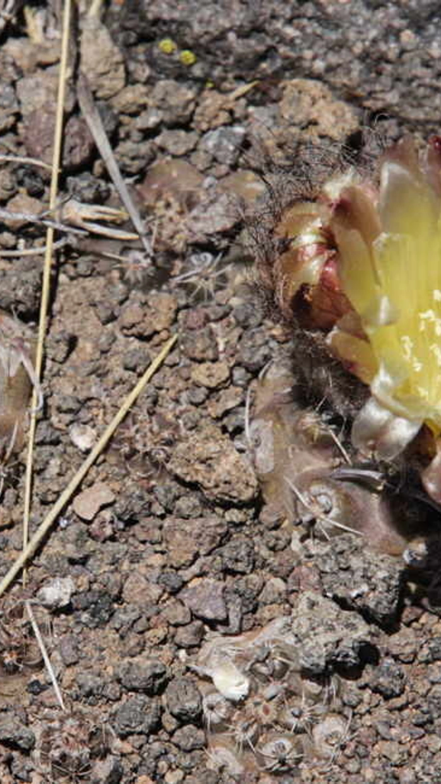 Austrocactus pauxillus