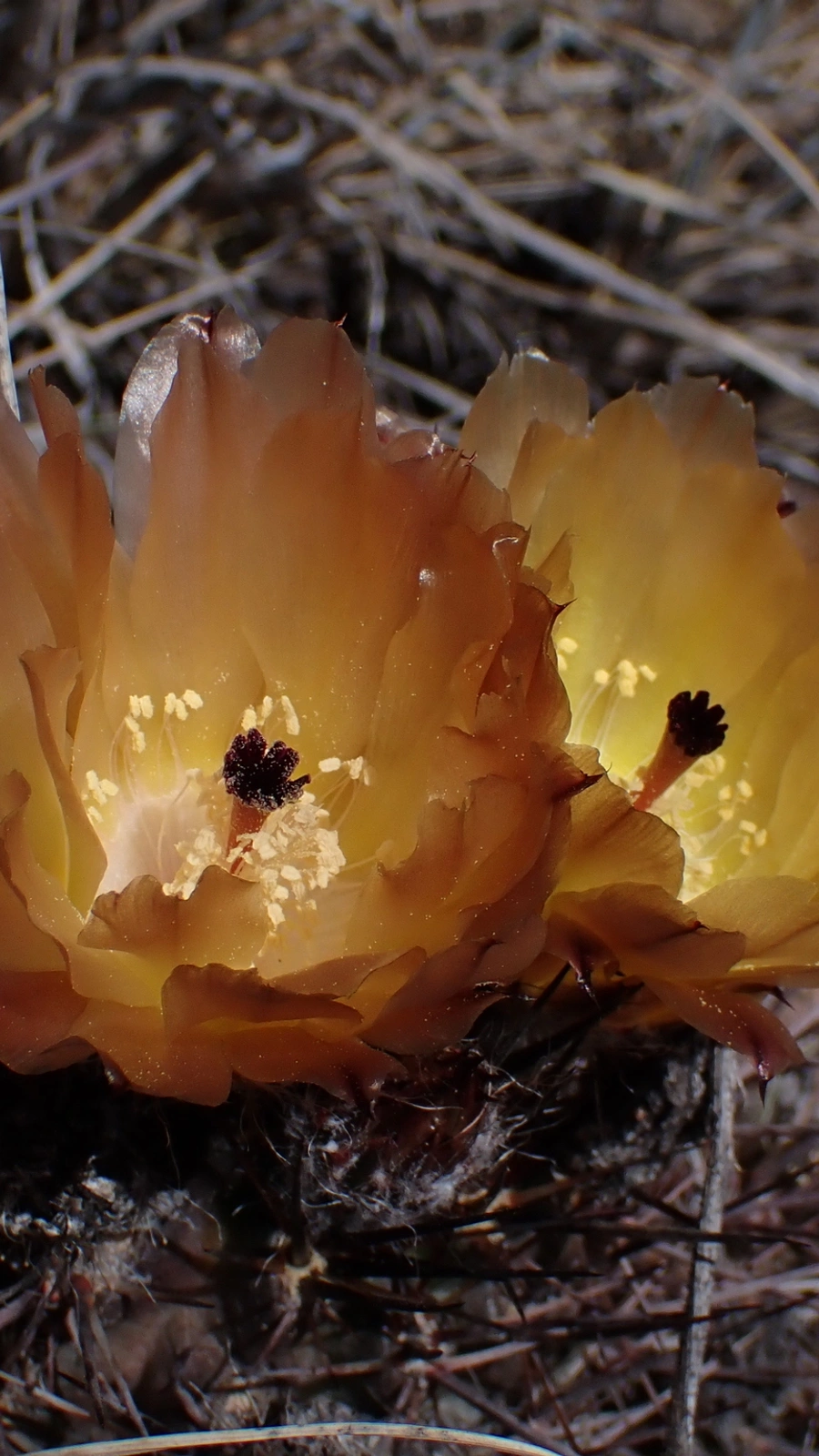 Austrocactus philippii
