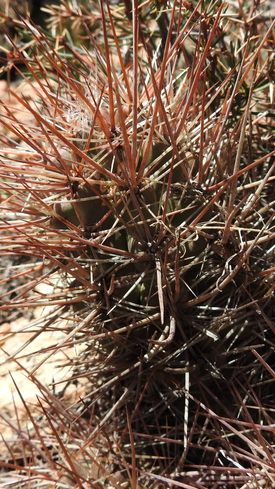 Austrocactus philippii