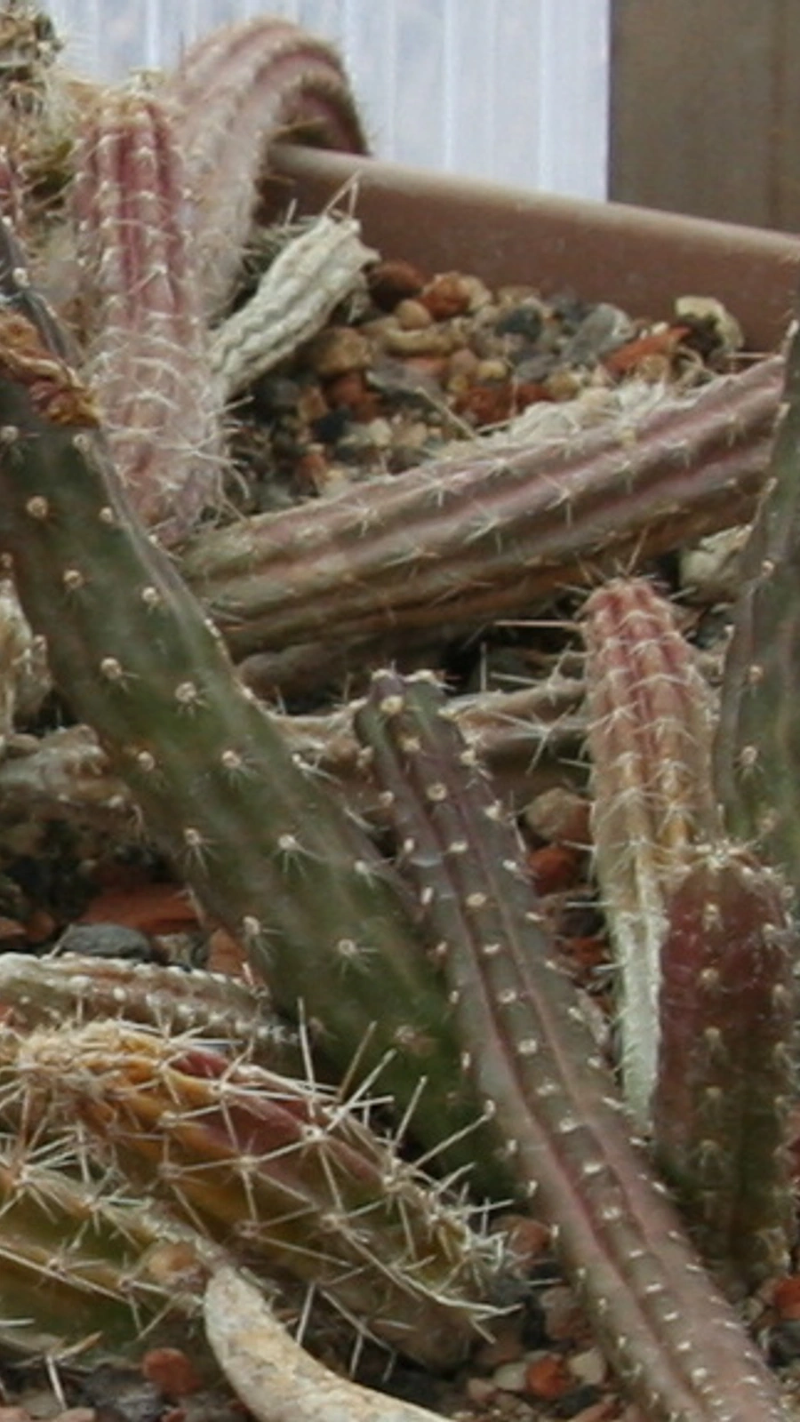 Austrocactus spiniflorus