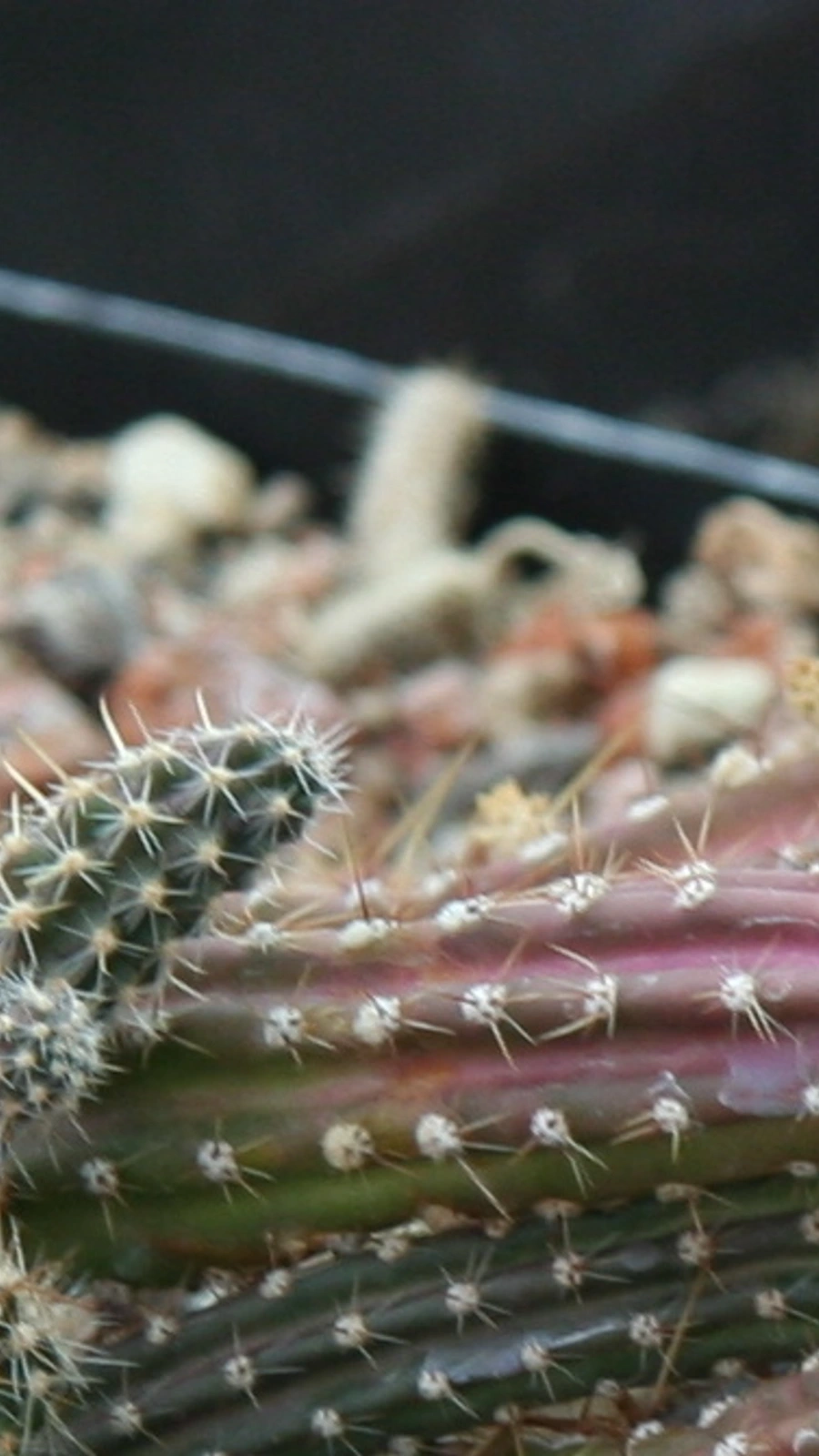 Austrocactus spiniflorus