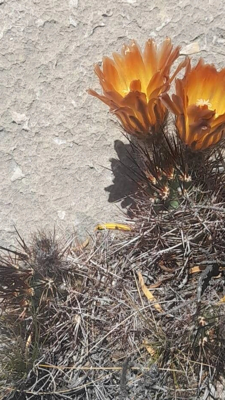 Austrocactus subandinus