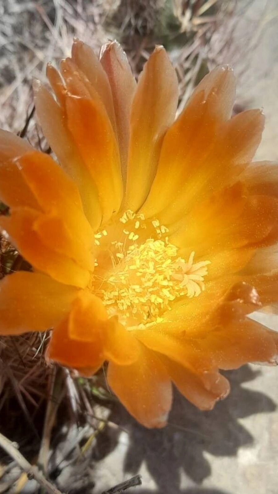 Austrocactus subandinus
