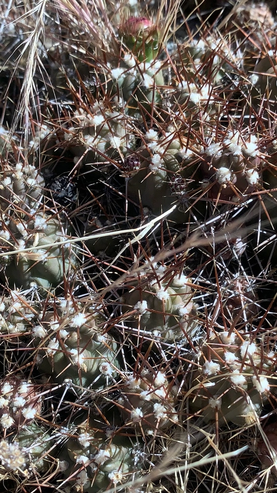 Austrocylindropuntia lauliacoana