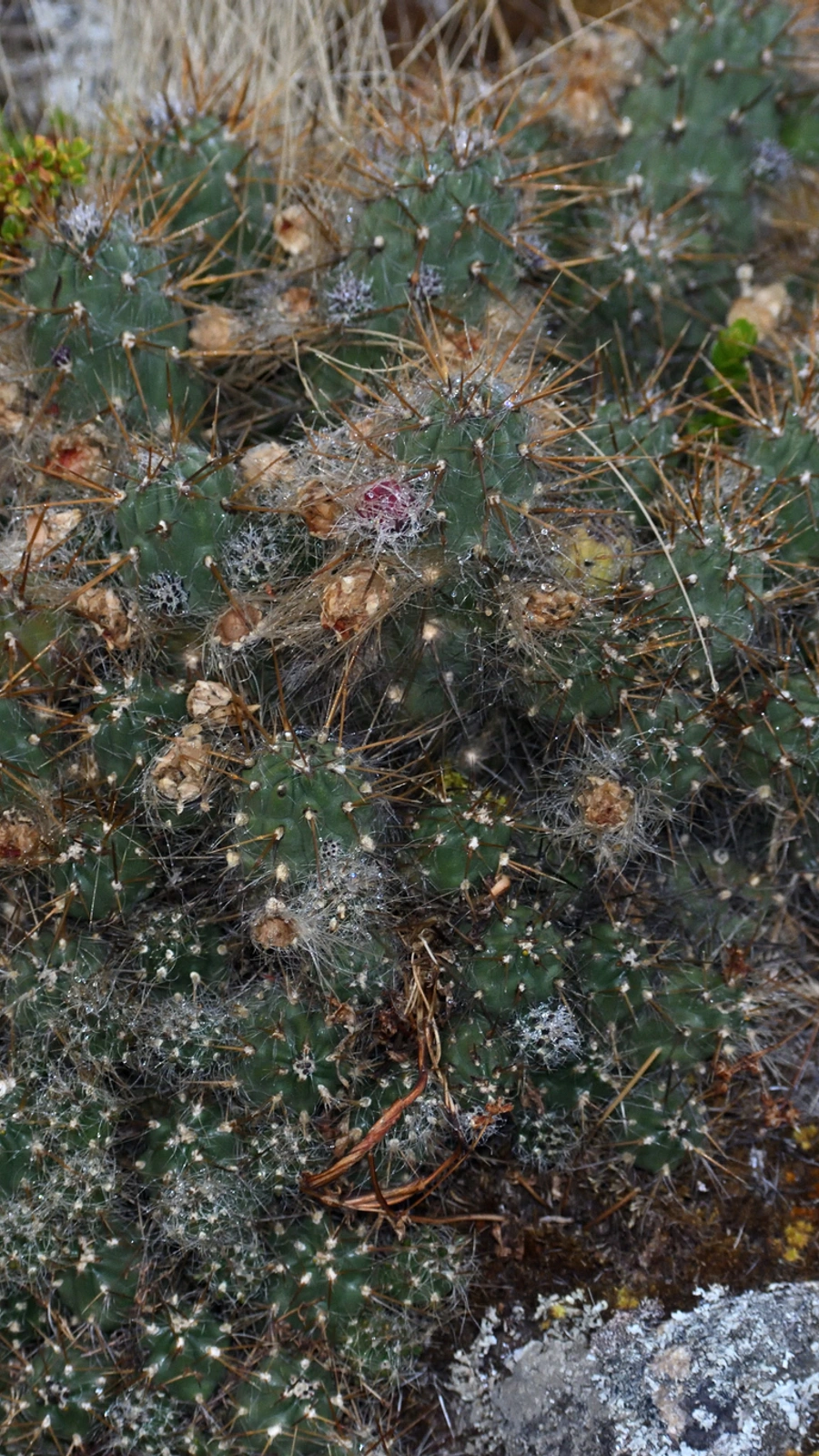 Austrocylindropuntia lauliacoana