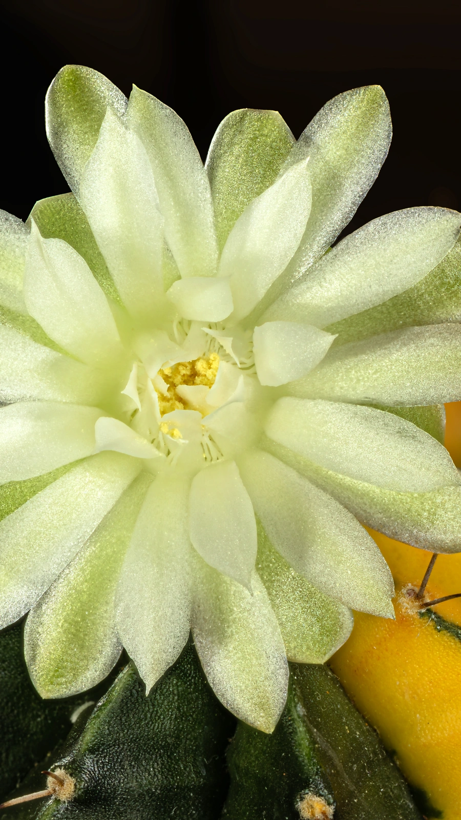 Gymnocalycium mihanovichii