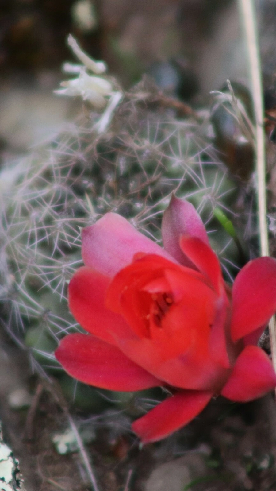 Aylostera atrovirens