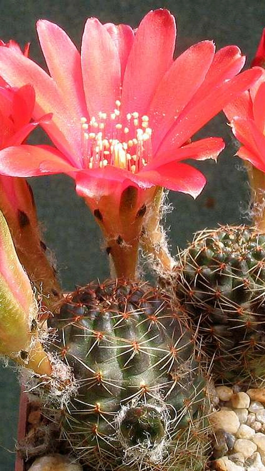 Aylostera atrovirens