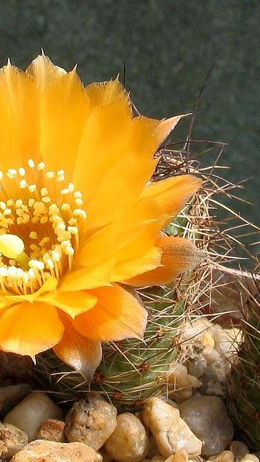 Aylostera einsteinii