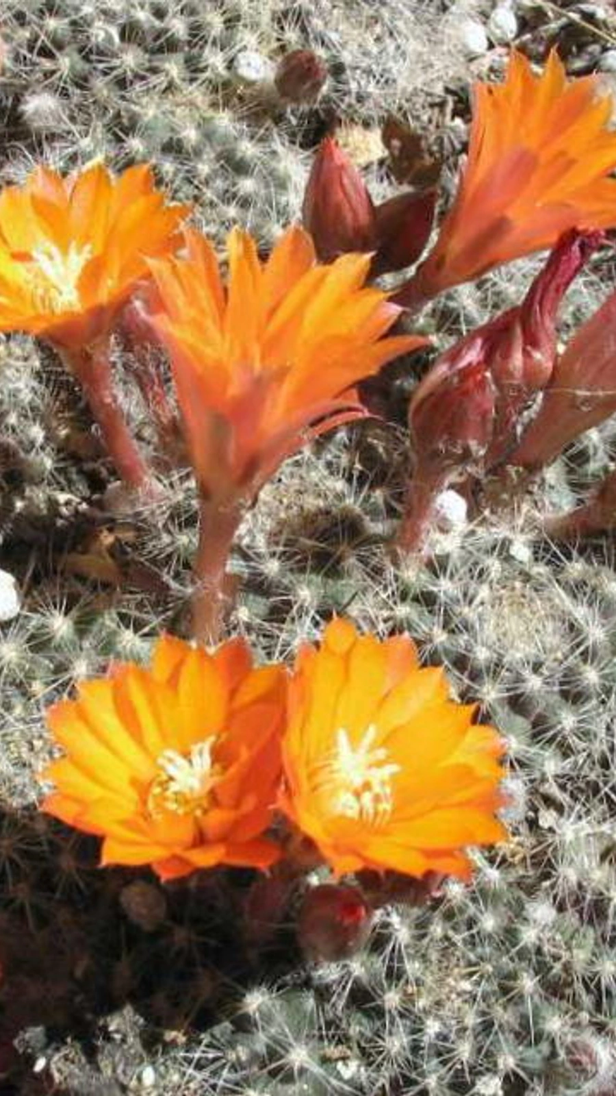 Aylostera flavistyla