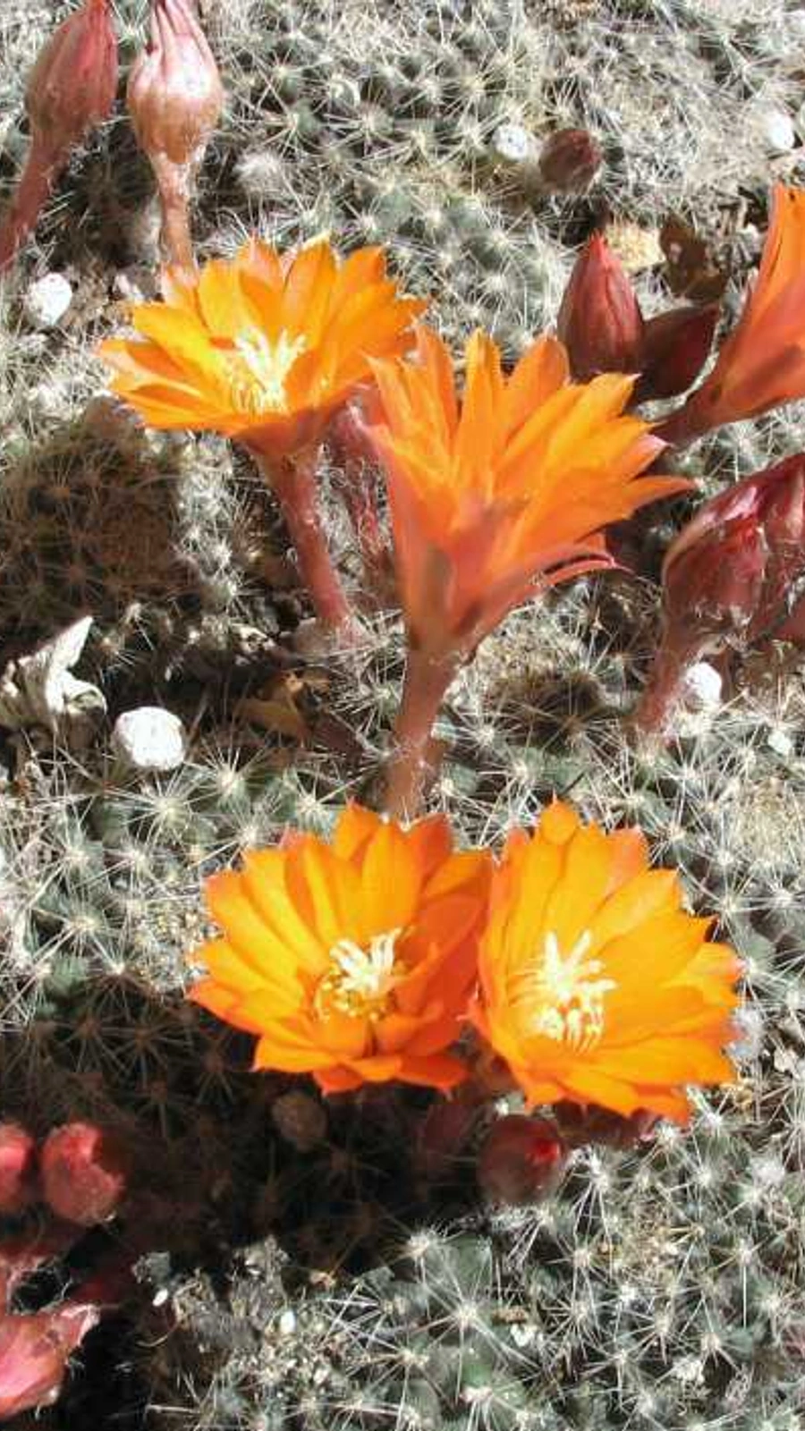 Aylostera flavistyla