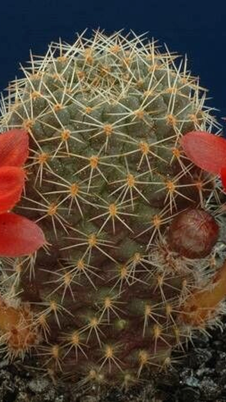 Aylostera fusca