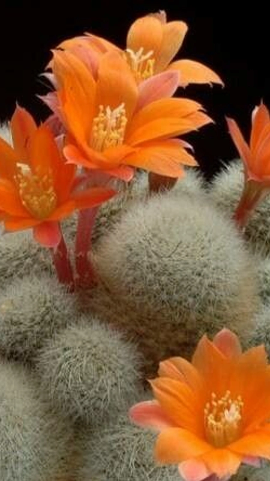 Aylostera hoffmannii