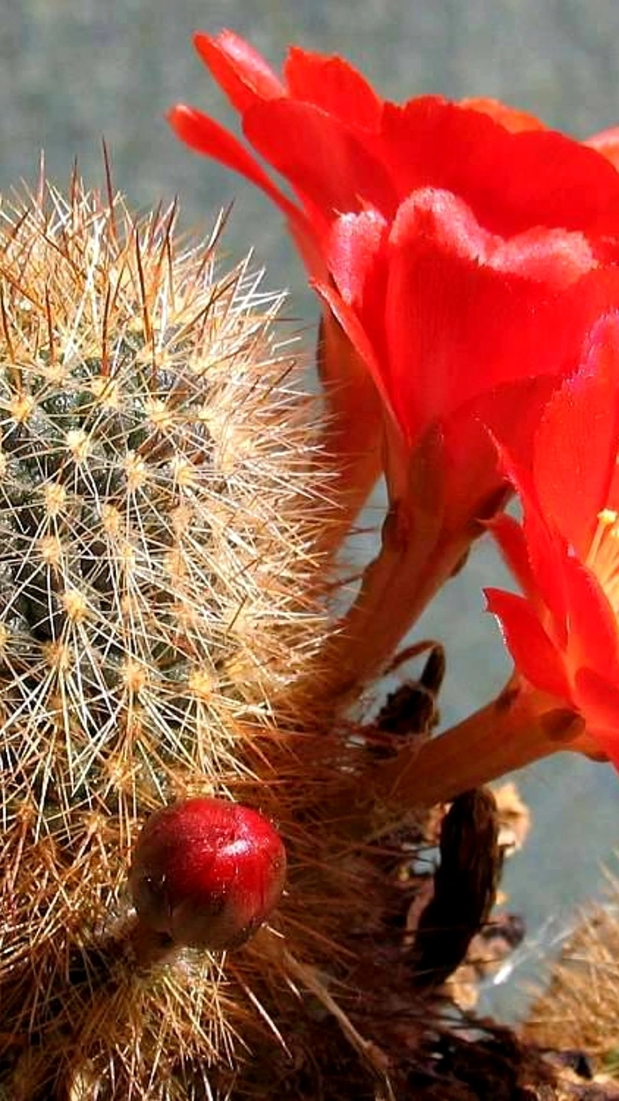 Aylostera kupperiana