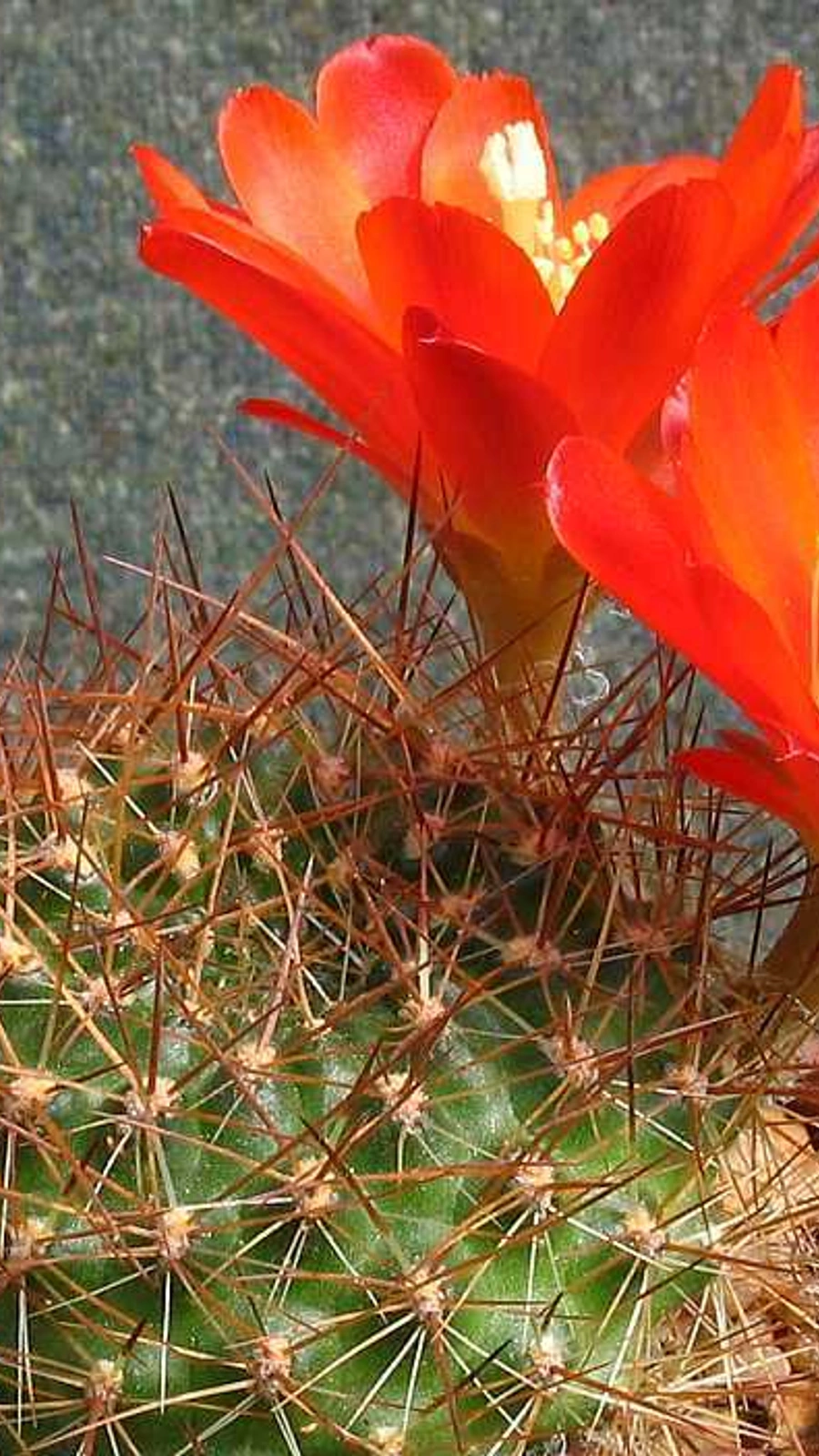 Aylostera kupperiana