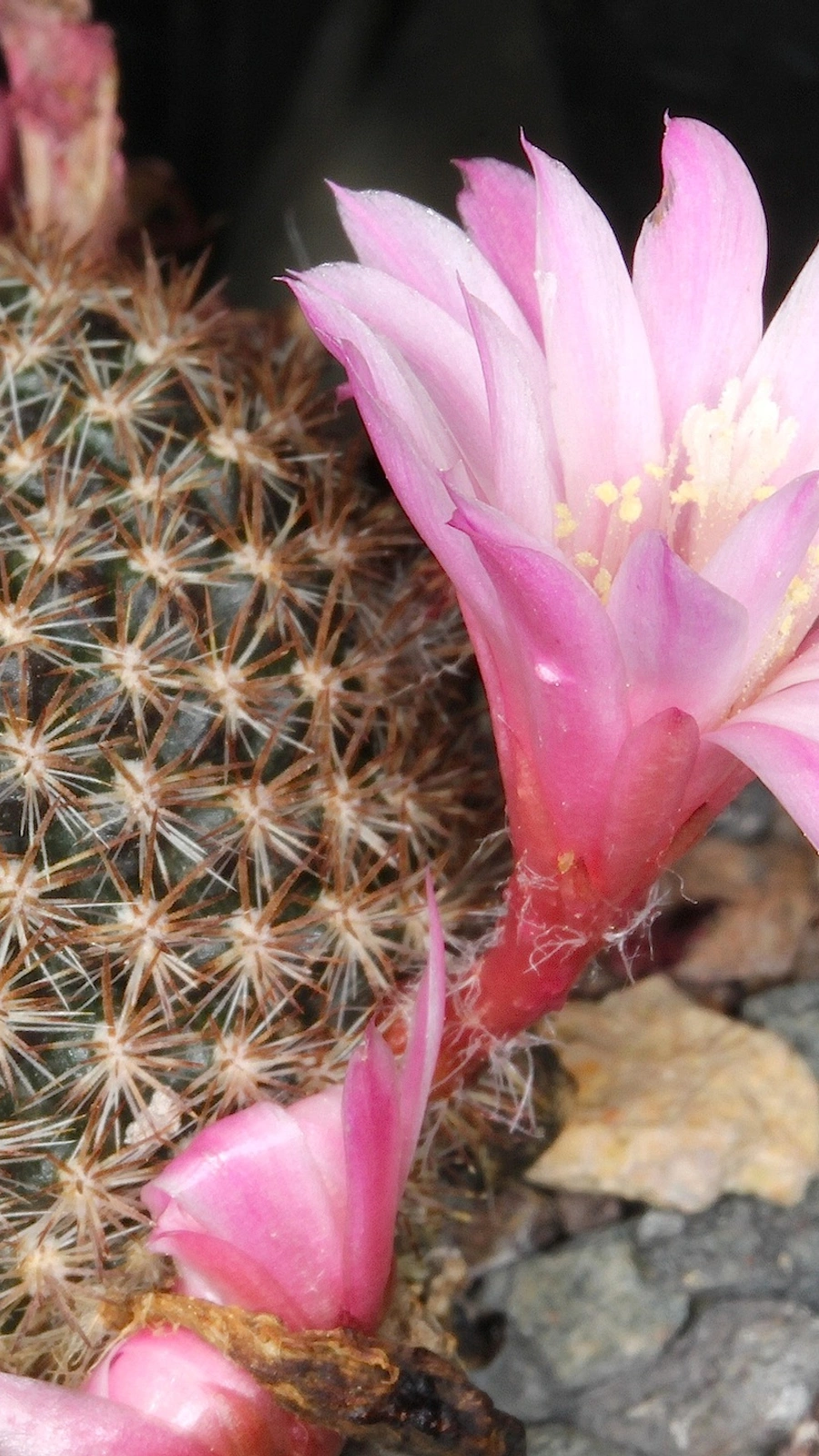 Aylostera narvaecense
