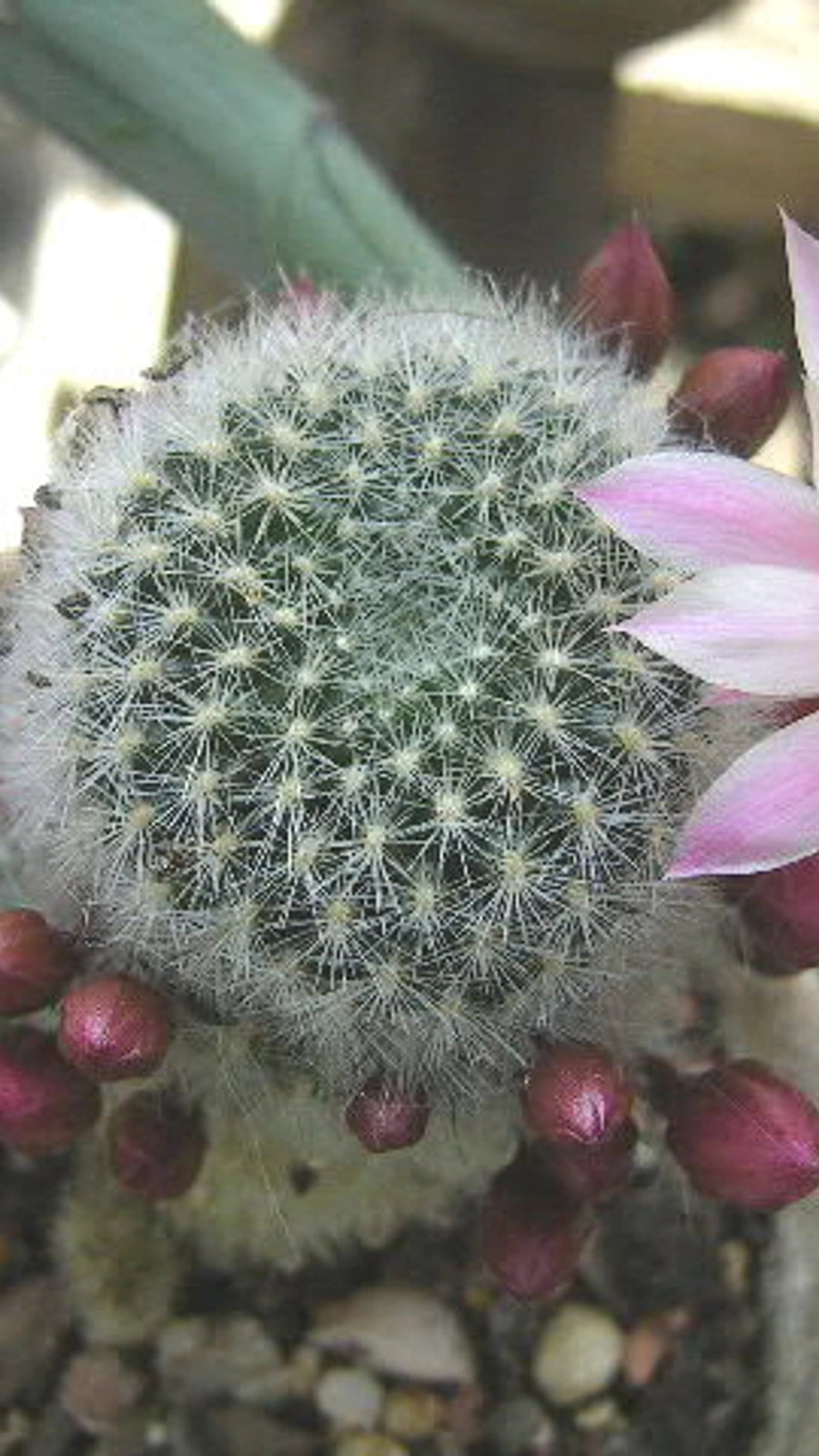 Aylostera narvaecense