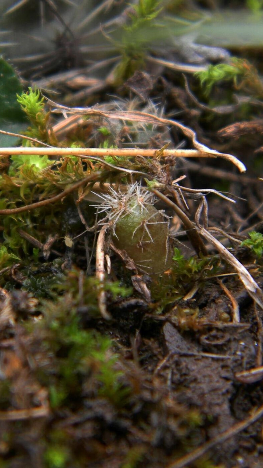 Aylostera nigricans