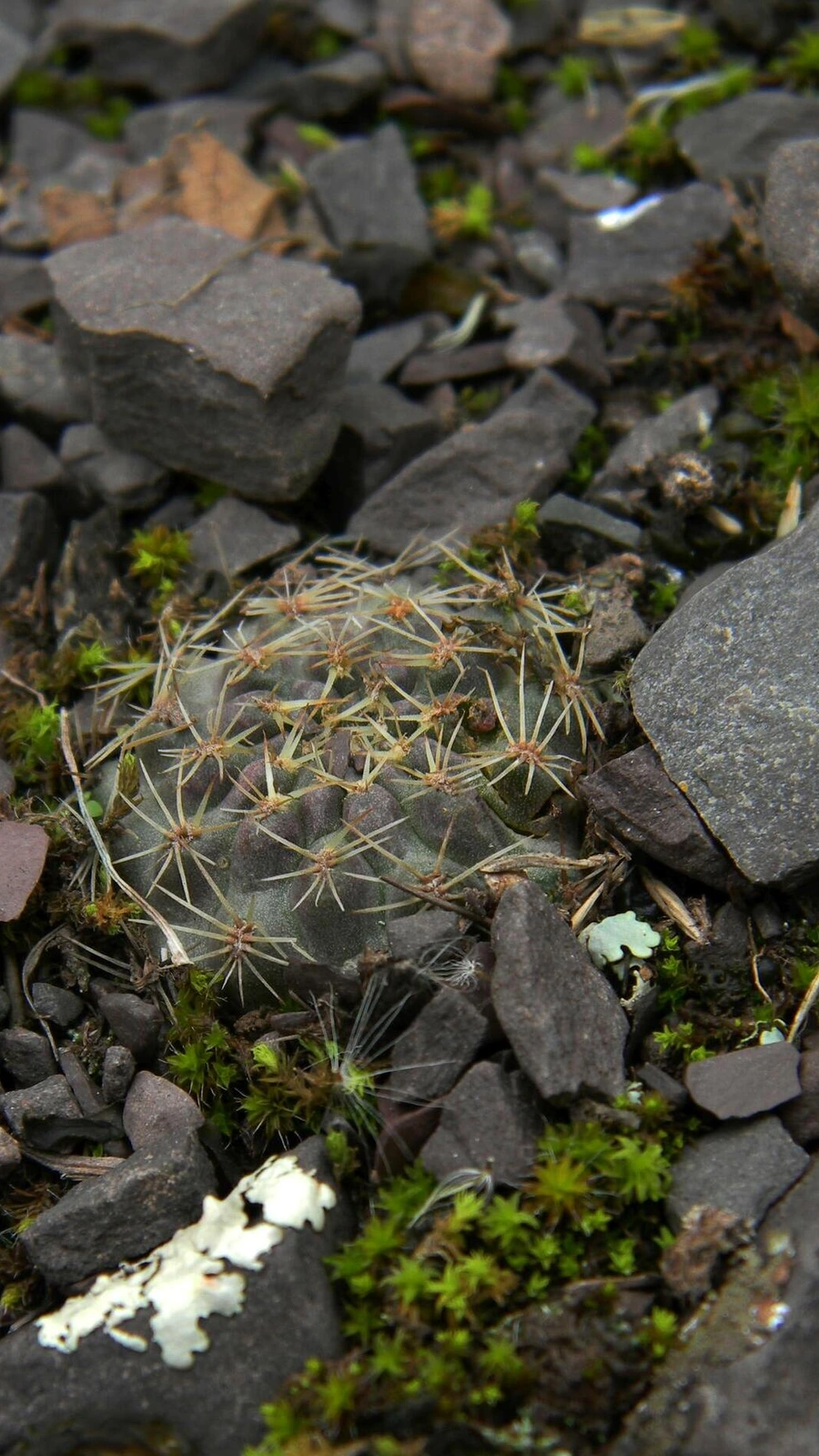 Aylostera nigricans