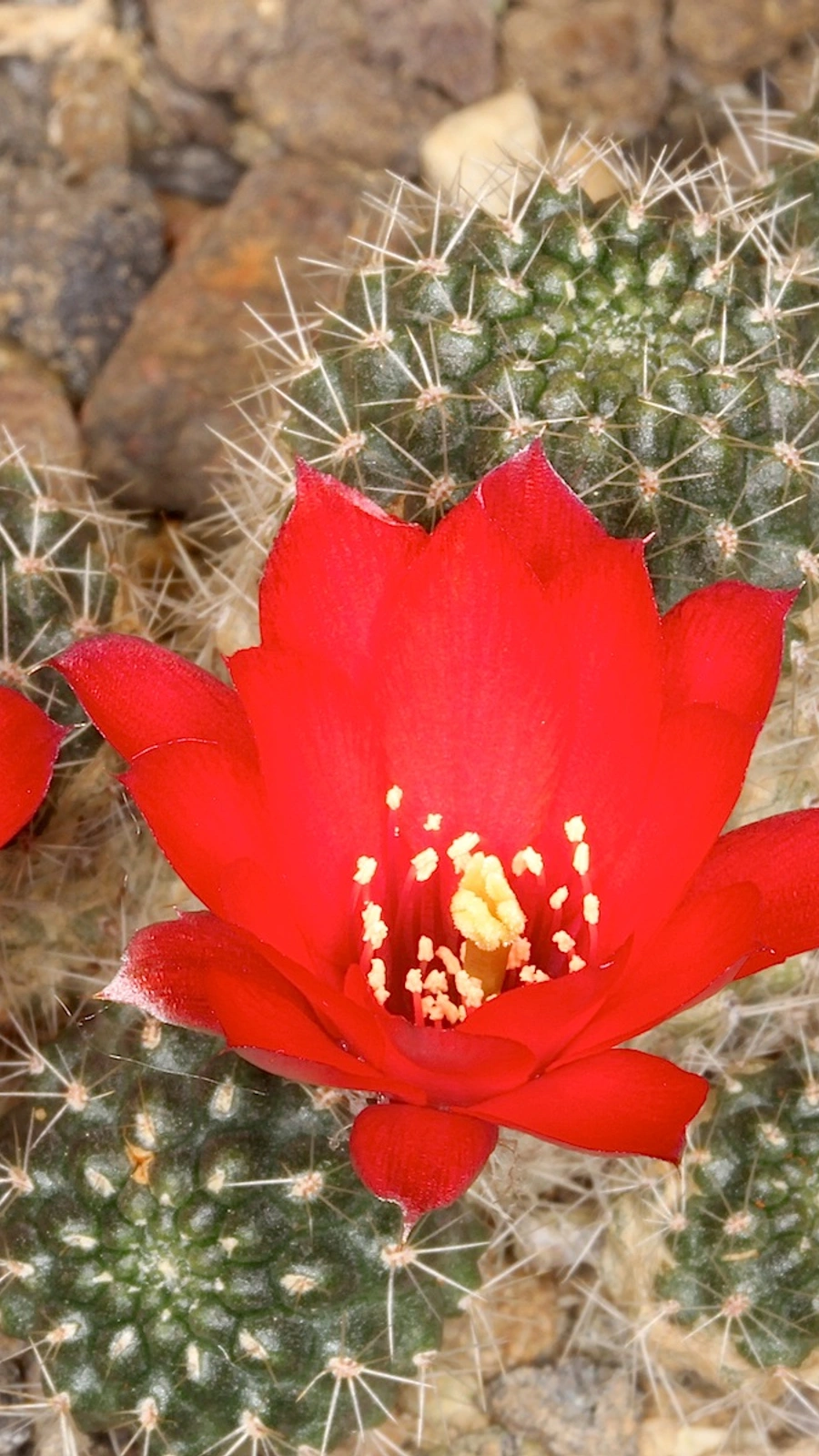 Aylostera pseudominuscula