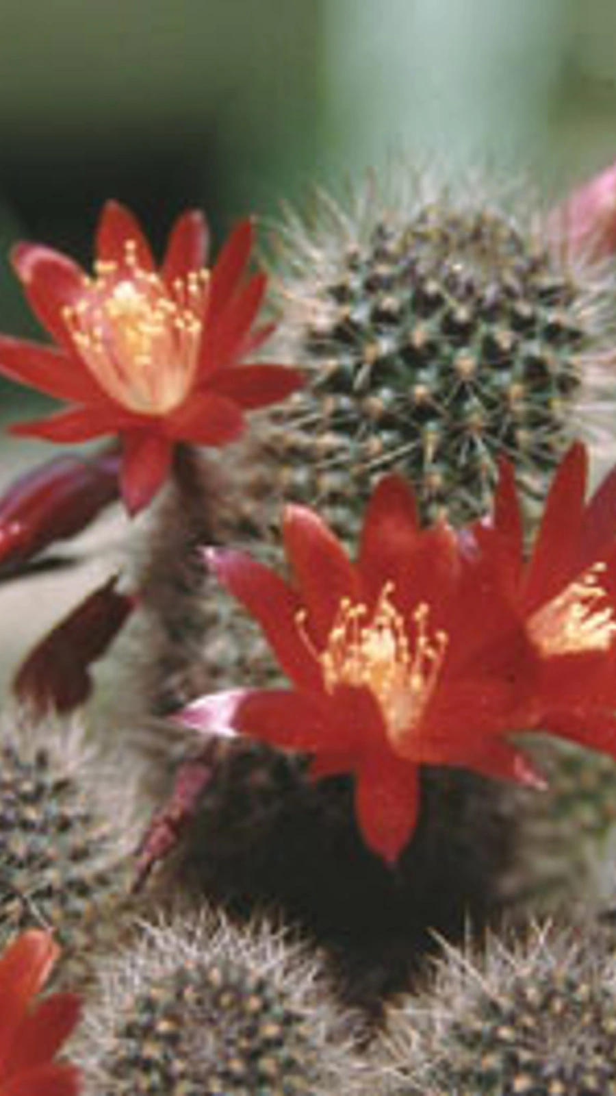 Aylostera pseudominuscula