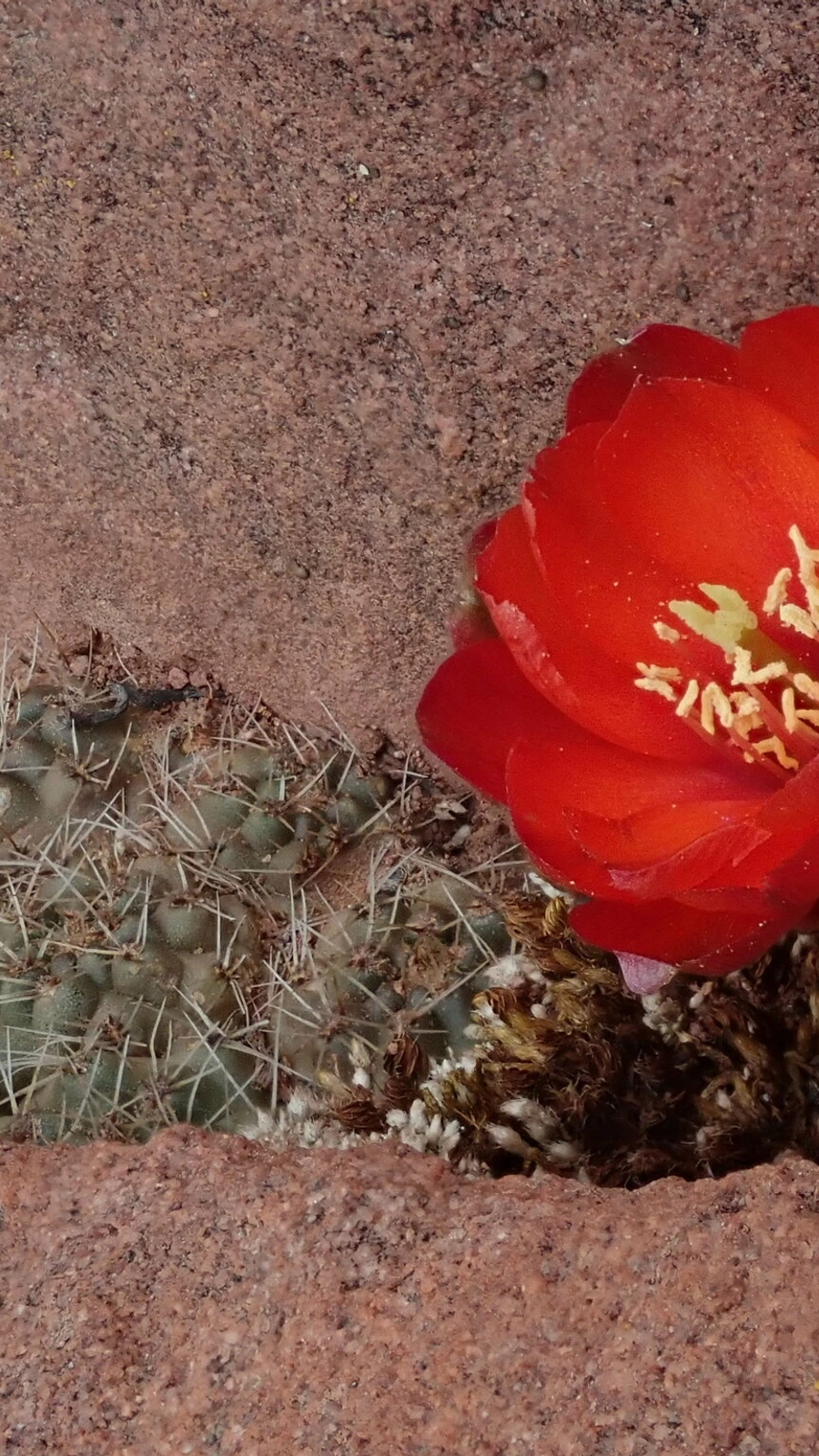 Aylostera steinmannii