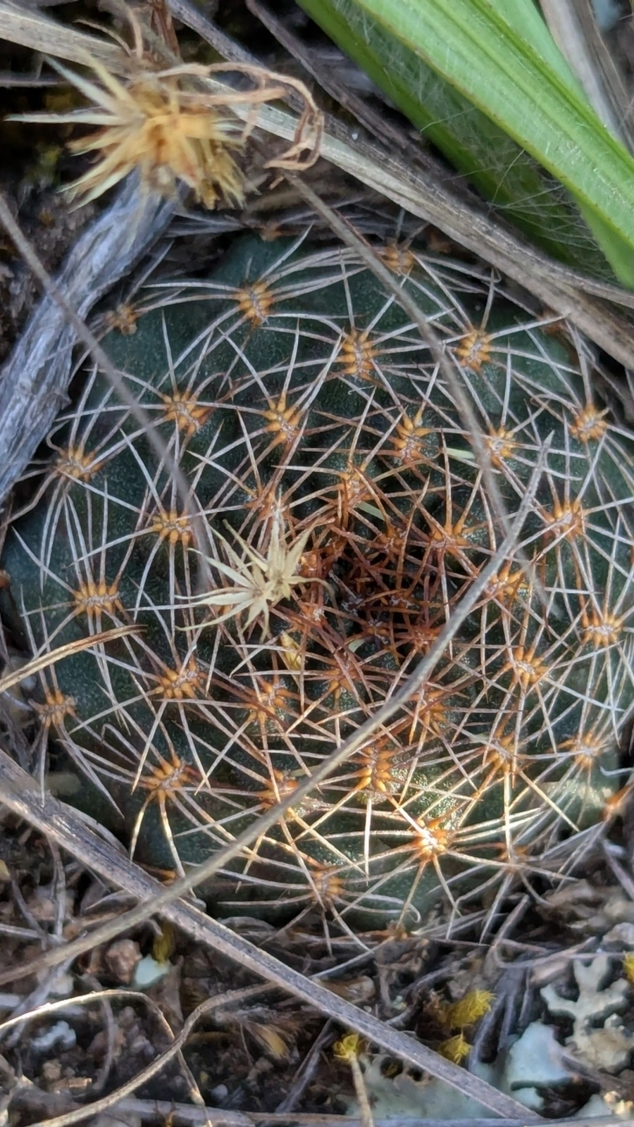 Aylostera tuberosa