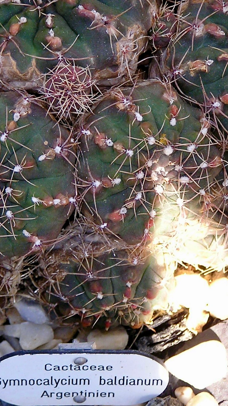 Gymnocalycium baldianum