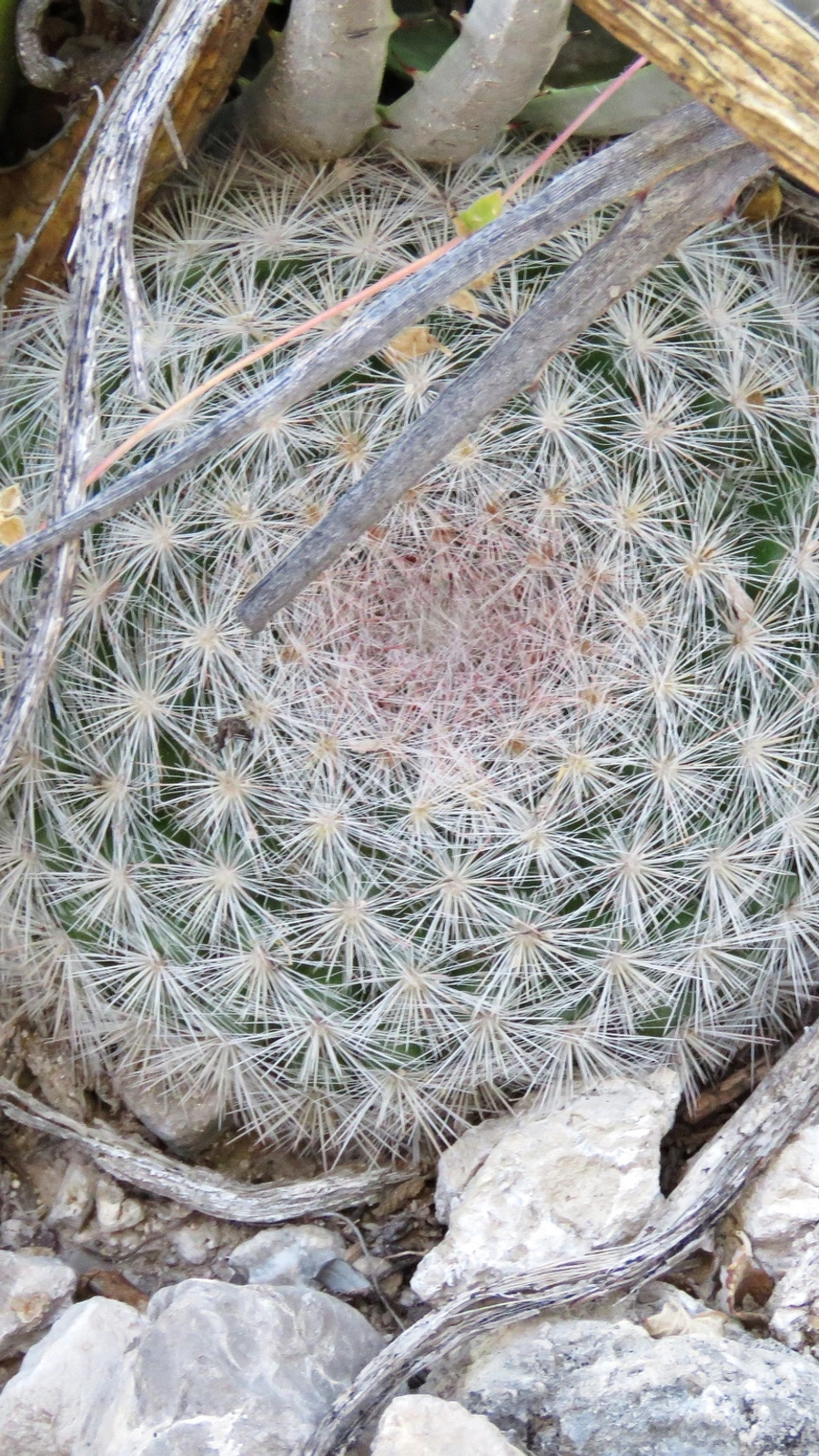 Mammilloydia candida