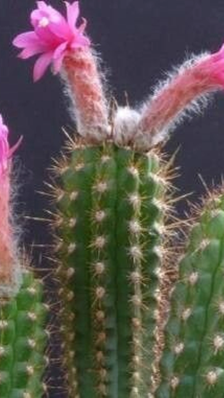 Borzicactus hutchisonii