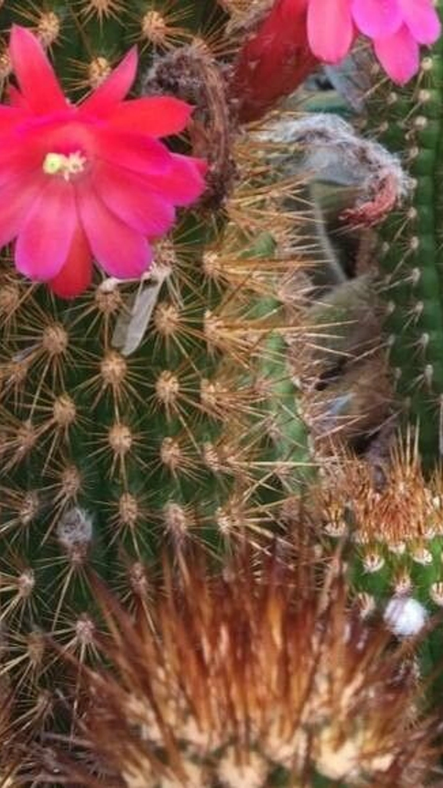 Borzicactus hutchisonii