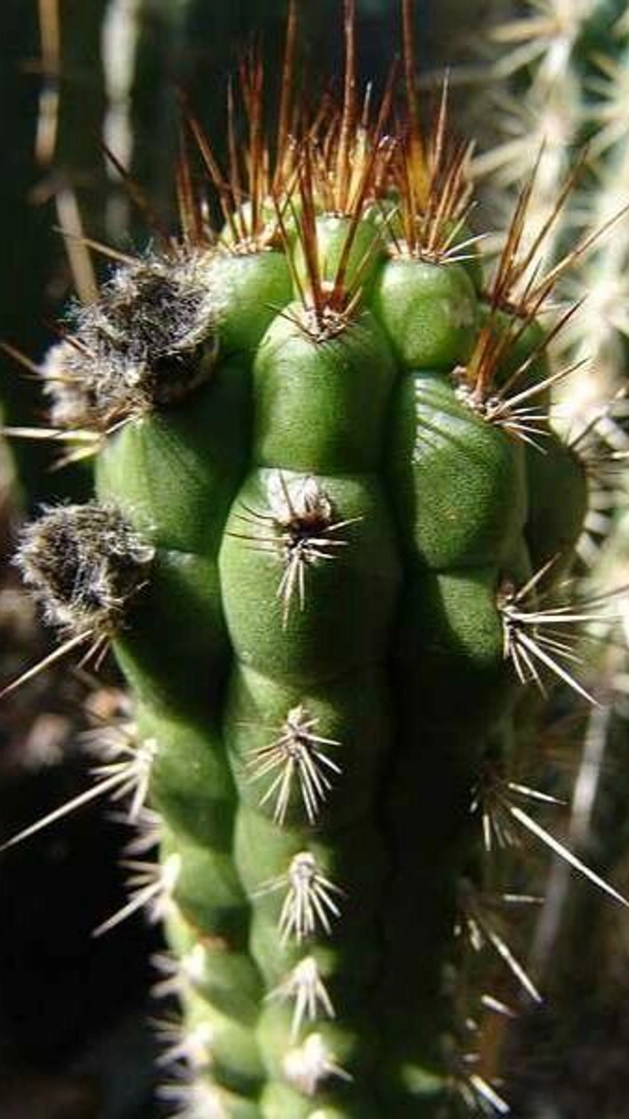 Borzicactus longiserpens