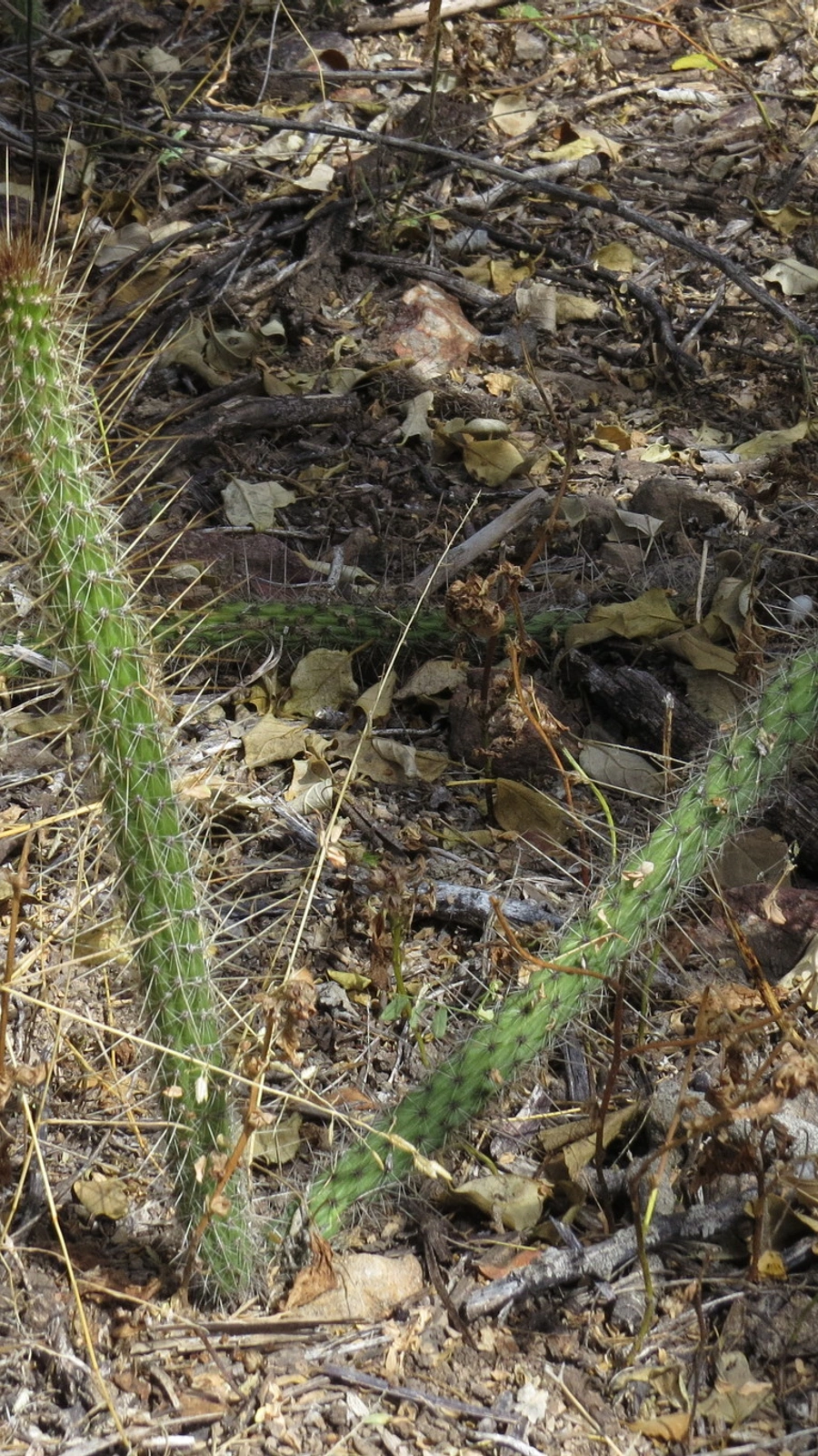 Borzicactus longiserpens
