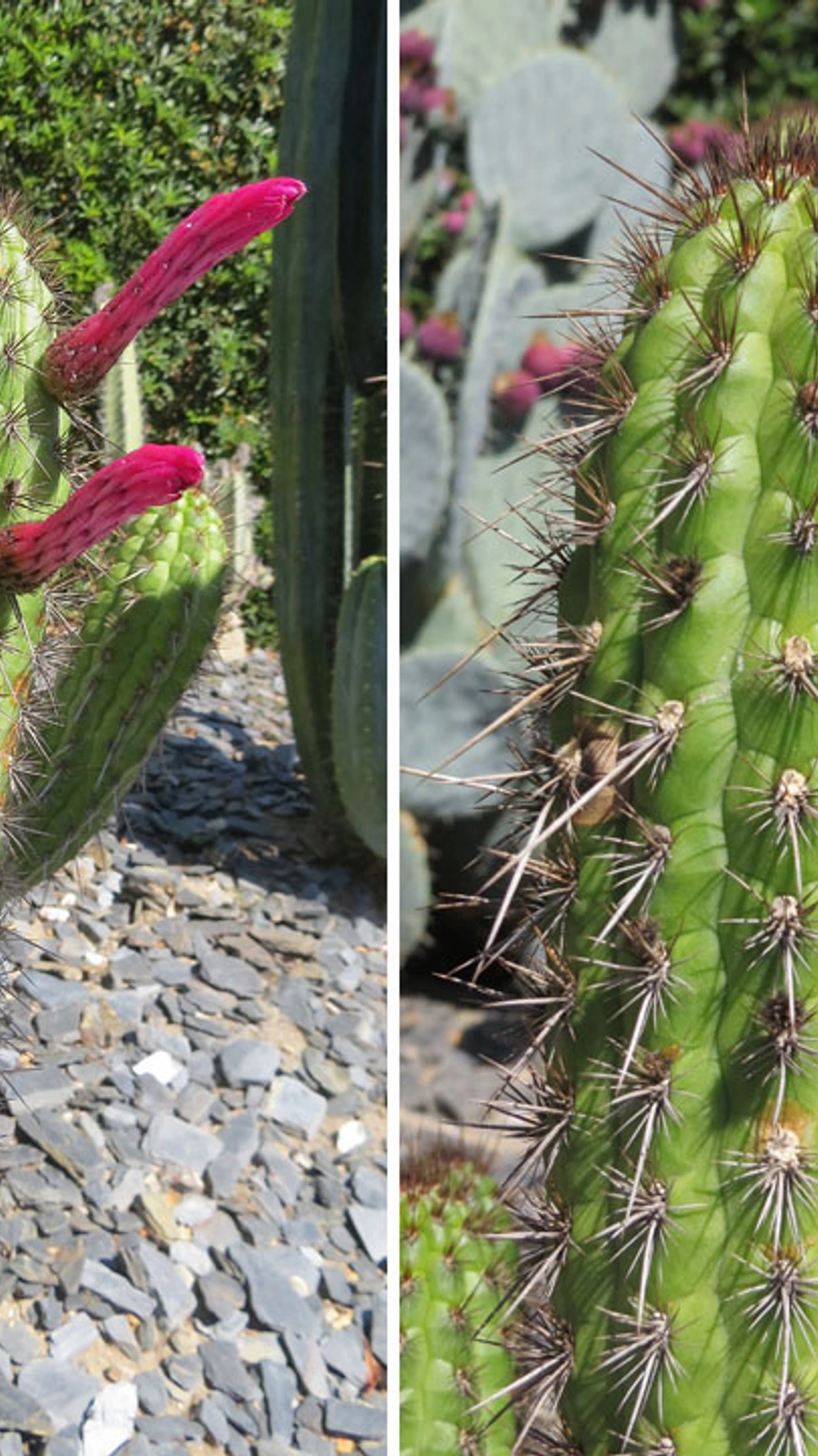 Borzicactus plagiostoma