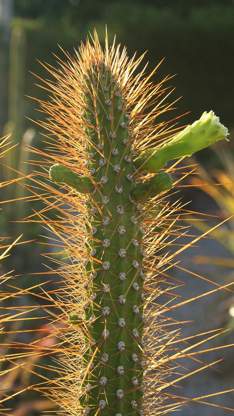 Bragaia estevesii