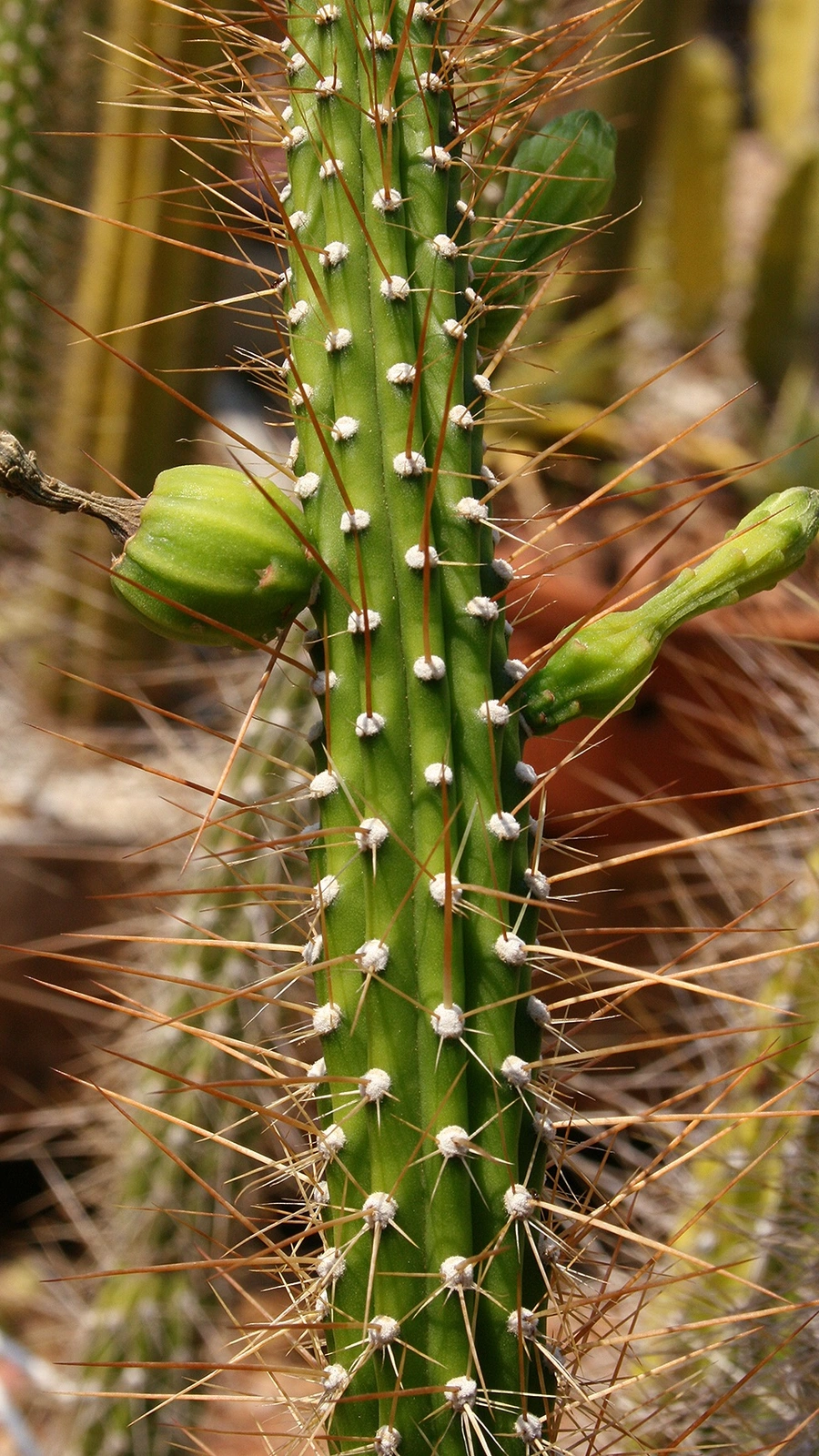 Bragaia estevesii
