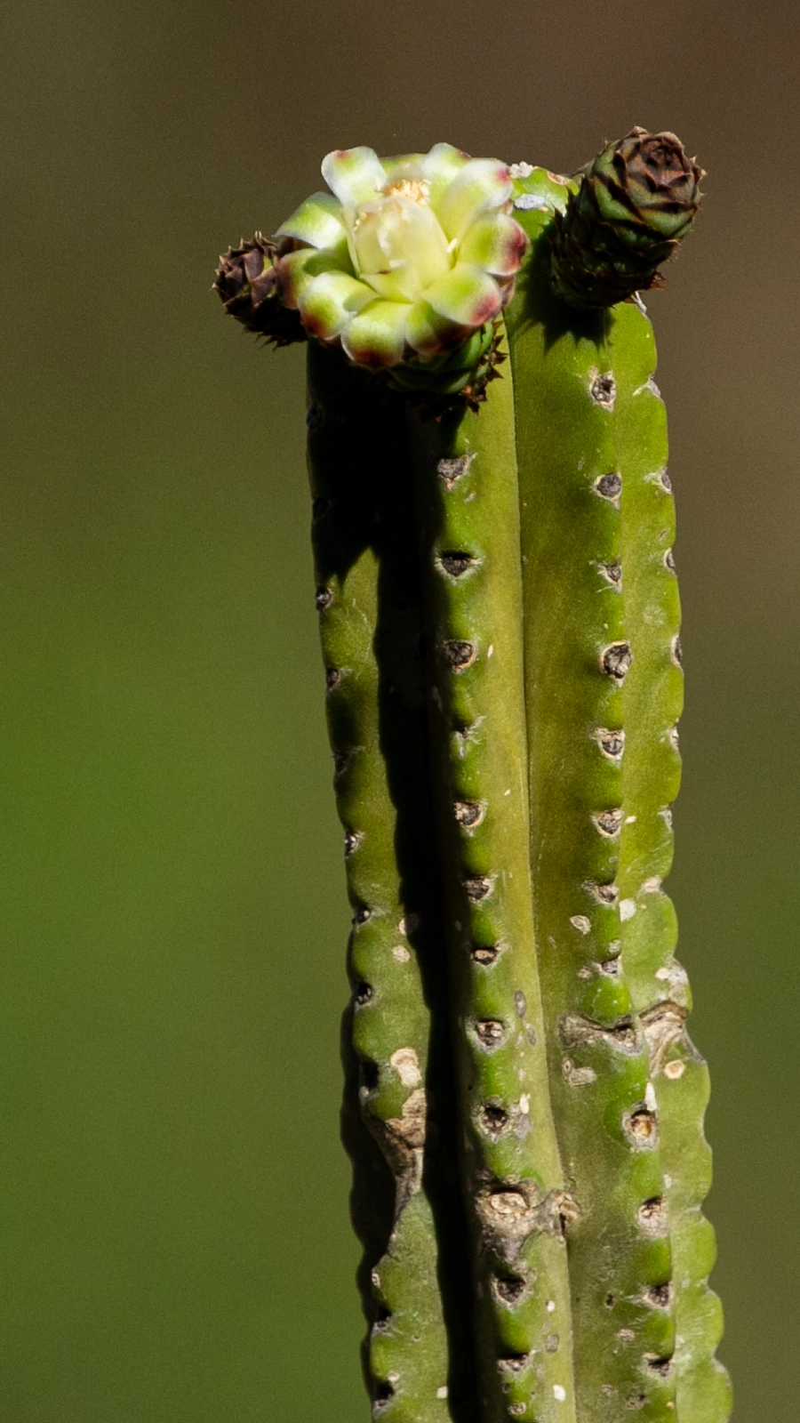Browningia altissima