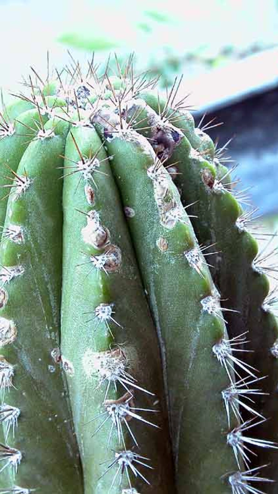 Browningia amstutziae