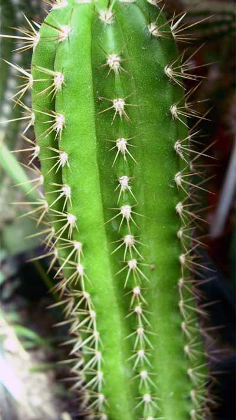 Browningia pilleifera