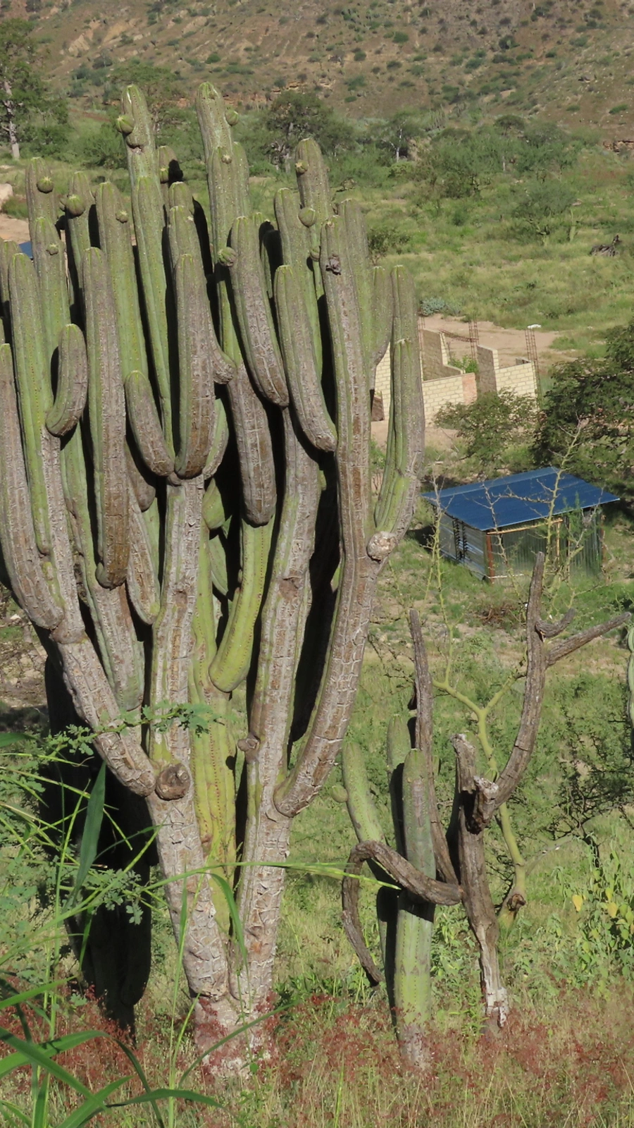 Browningia pilleifera