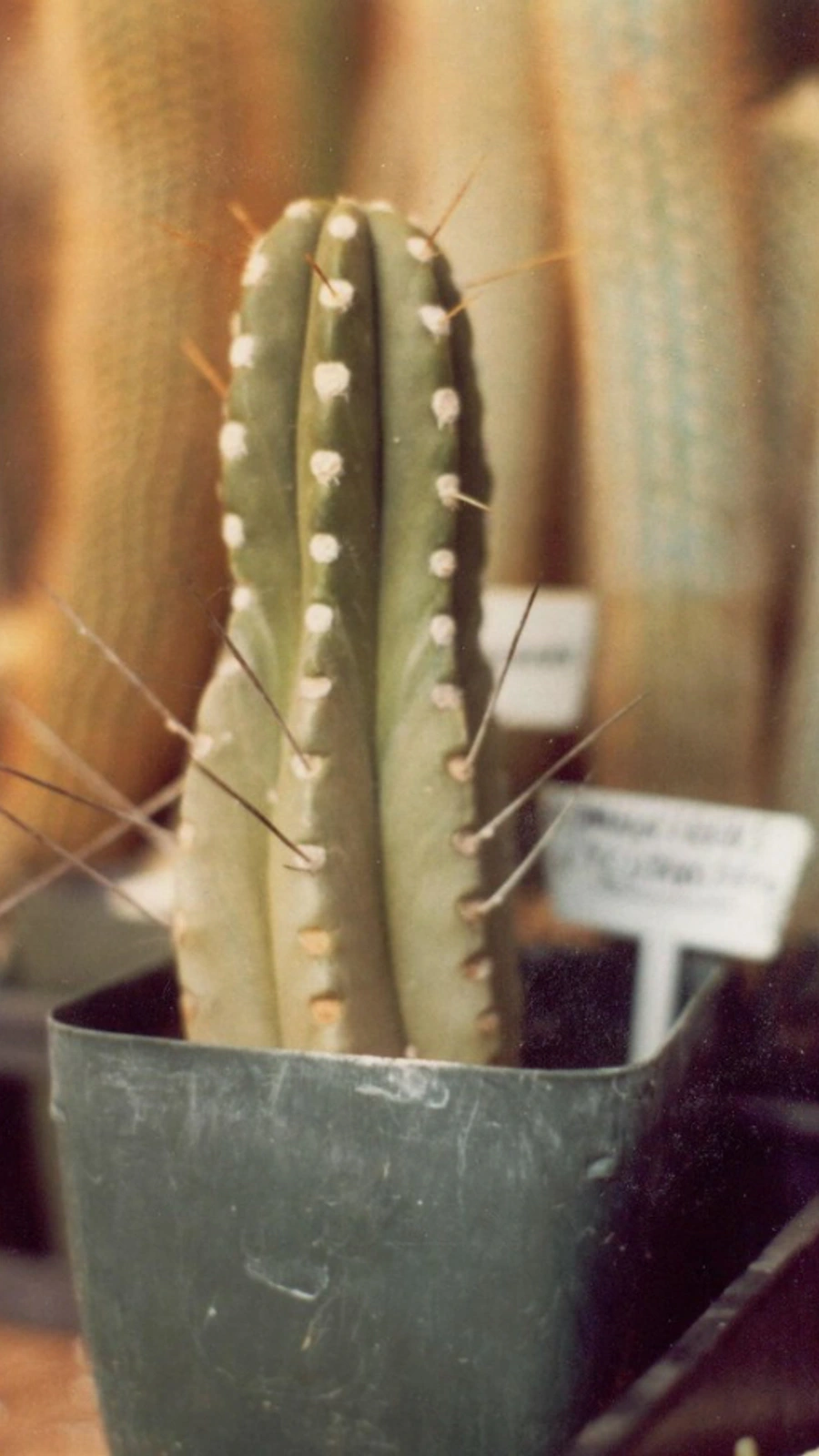 Browningia utcubambensis