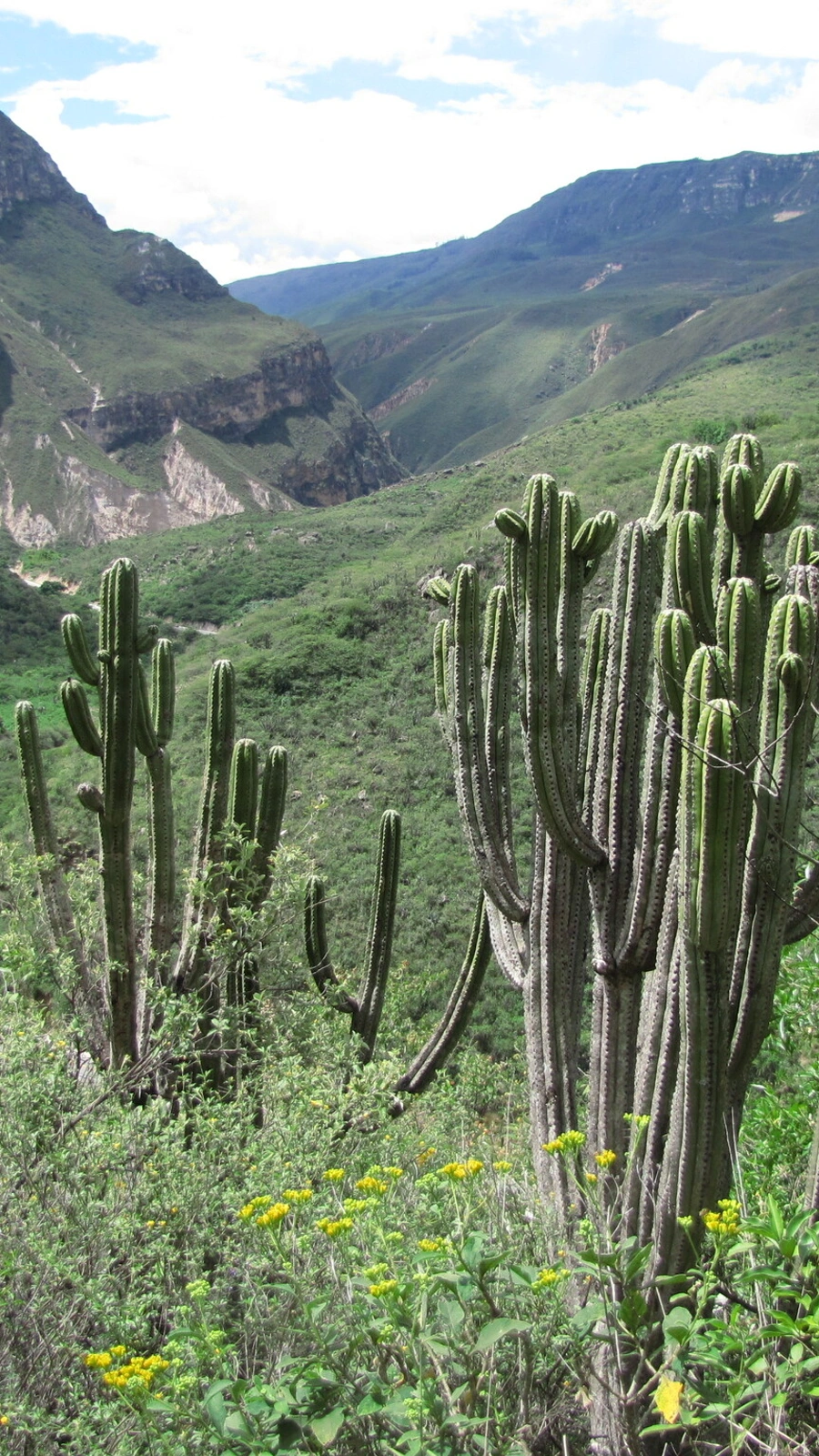 Browningia utcubambensis