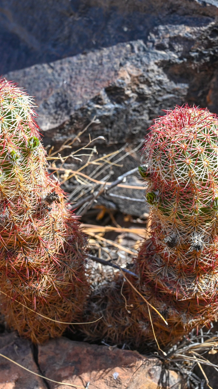 Cactus chloranthus