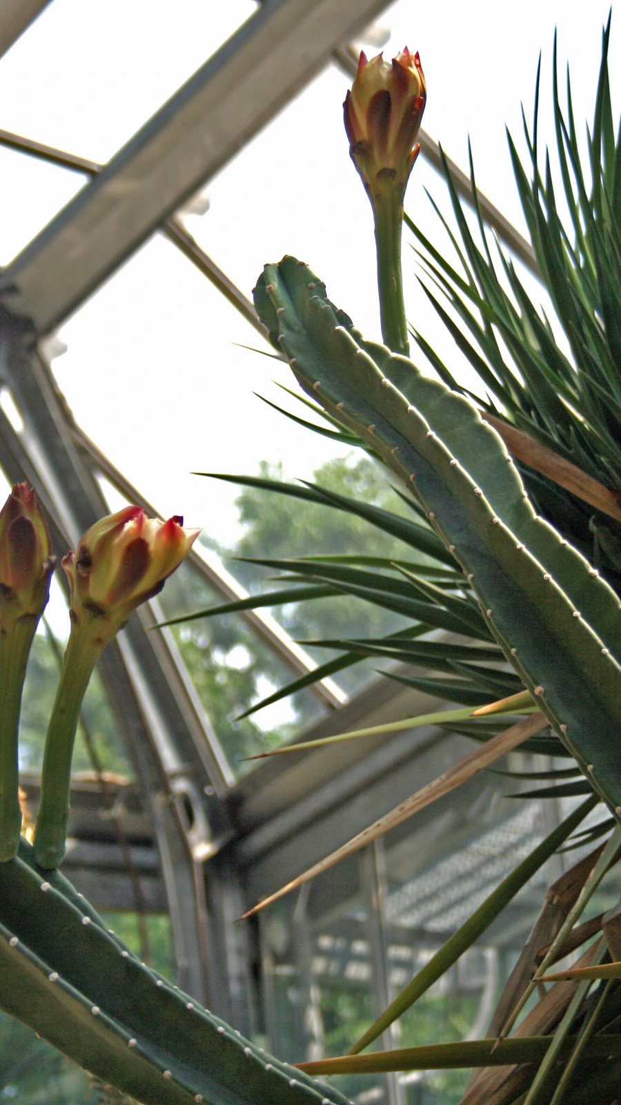 Cactus hexagonus