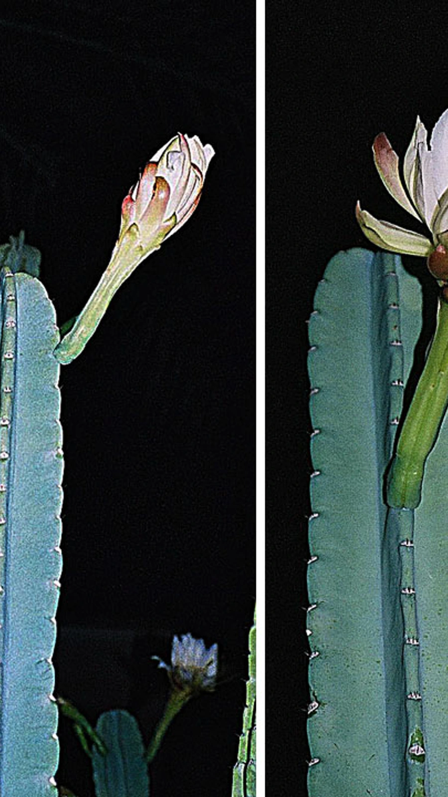 Cactus hexagonus