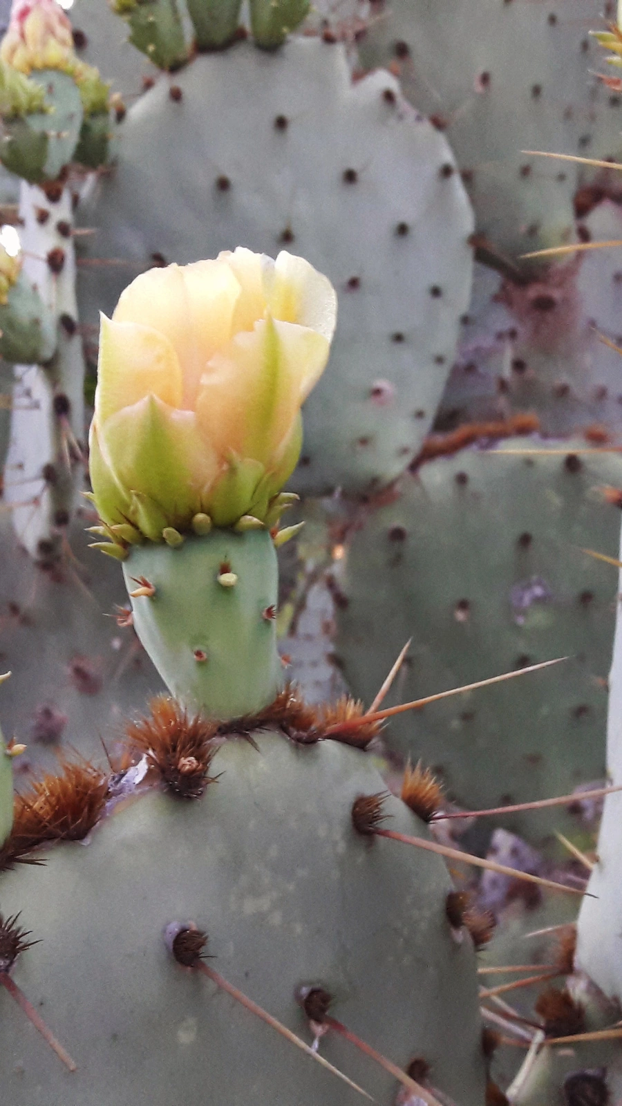 Cactus nopal