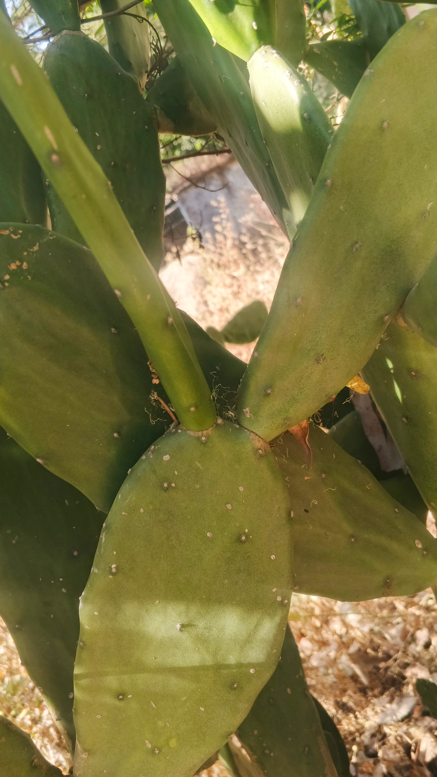 Cactus nopal