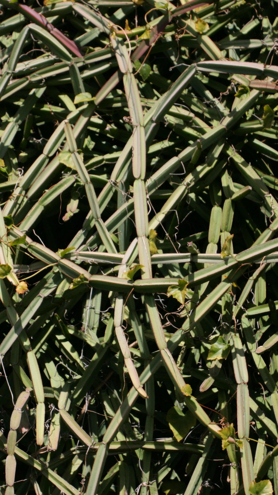 Cactus quadrangularis