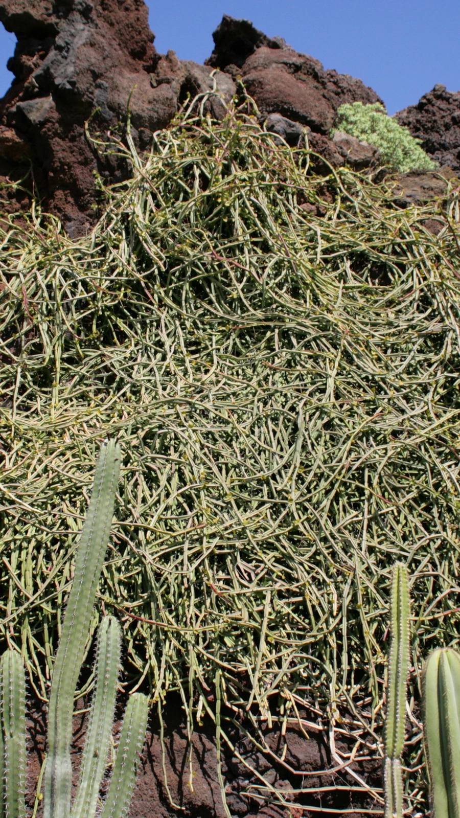 Cactus quadrangularis